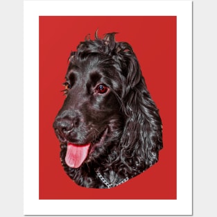 Black Cocker Spaniel Posters and Art